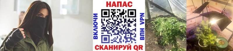Конопля SATIVA & INDICA  дарнет шоп  Инсар 